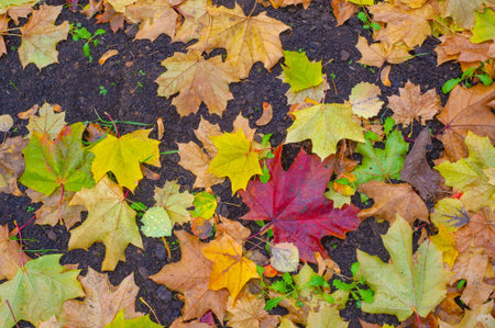 Autumn maple leaf, a flattened structure of a higher plant, similar to a blade that attaches...