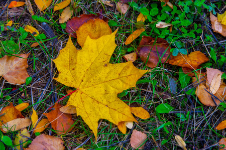 Autumn maple leaf, a flattened structure of a higher plant, similar to a blade that attaches...