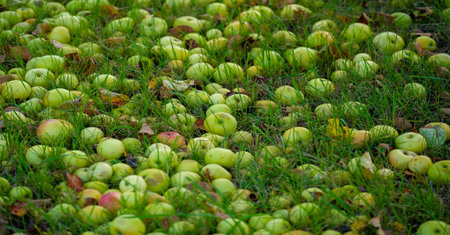 Apples fall from the tree to the ground. Apple orchard and many fallen rotting fruits under the tree...