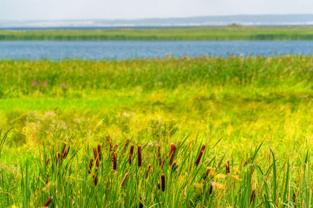 Summer landscape. River in the European part of the world. Sunny warm day. Green trees, grass. Blue sky with a small cloud cover.の写真素材