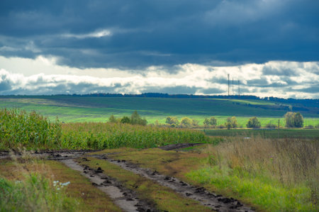 Corn a North American cereal plant that yields large grains, or kernels, set in rows on a cob. Its many varieties yield numerous products, highly valued for both human and livestock consumption.の写真素材