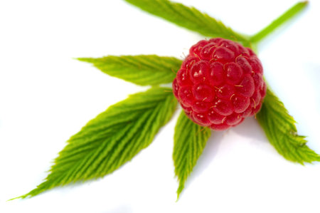 Raspberry. In late summer, native raspberries make their way from the fields to your refrigerator in...
