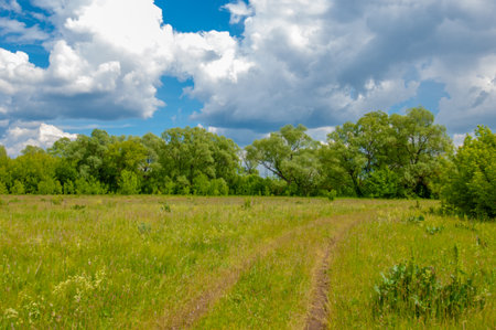summer landscape, thunderclouds, blue sky, floodplain meadow fields, the aroma of summer colors and a variety of wildflowersの写真素材
