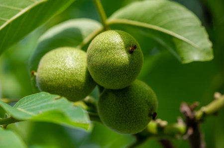 The ripening period of a walnut on a tree. It's one of the few things that will kill you.の写真素材