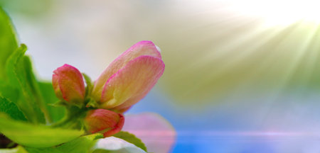 apple tree flowers. Malus sieversii - Apple blossoms are beautiful and fragrant. wild fruit growing...