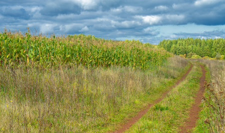 Corn a North American cereal plant that yields large grains, or kernels, set in rows on a cob. Its...