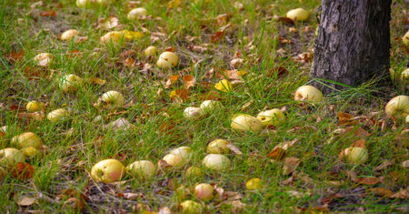 Apples fall from the tree to the ground. Apple orchard and many fallen rotting fruits under the tree on garden land in autumn in the countrysideの写真素材