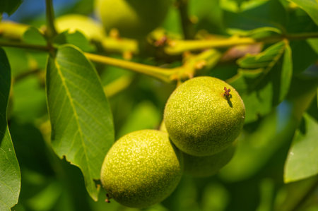 The ripening period of a walnut on a tree.
