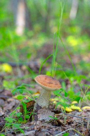 Summer photo. ungus, boletus, darner, Edible mushrooms are the fleshy and edible fruit bodies of several species of macrofungiの写真素材