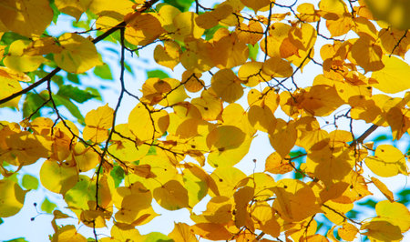 autumn, sketch of autumn in the photo, yellow burgundy red leaves, summer petition, joyful pictures