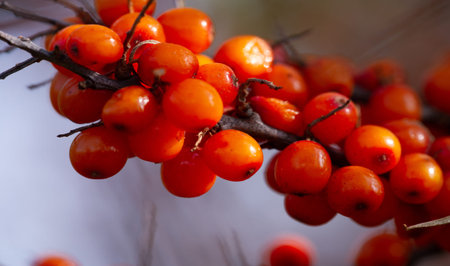Sea buckthorn contains vitamins A, B1, B2, B6, C and other active ingredients. It may have some...