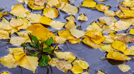 Autumn photography, leaves in the fall, At this time of the year the trees seem to come to life, breaking from orange, red and copper flowersの写真素材
