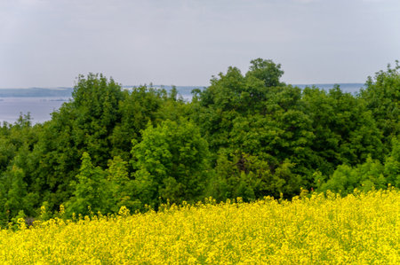 Rapeseed is a very versatile crop with numerous uses. It is an excellent source of vegetable oil and protein flour. Yellow canola fields are a beautiful sight during the growing season.の写真素材