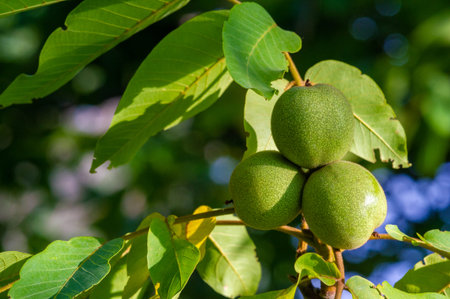 The ripening period of a walnut on a tree.