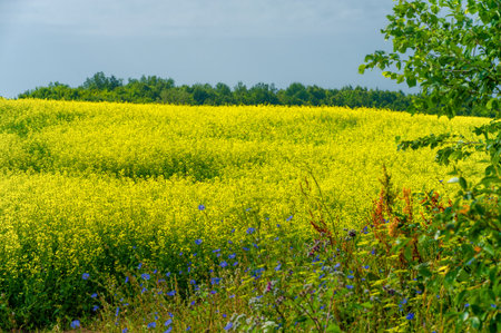 Rapeseed is a very versatile crop with numerous uses. It is an excellent source of vegetable oil and protein flour. Yellow canola fields are a beautiful sight during the growing season.の写真素材