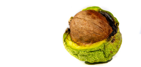 Walnuts are the only nut that tastes good hot or cold.