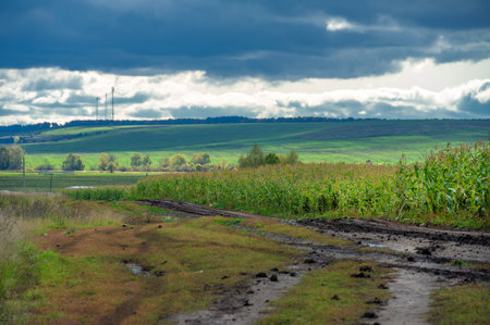 Corn a North American cereal plant that yields large grains, or kernels, set in rows on a cob. Its many varieties yield numerous products, highly valued for both human and livestock consumption.の写真素材