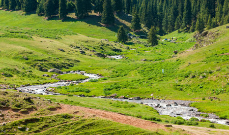 Summer in the mountains. River in the highlands. Summer landscape.の写真素材