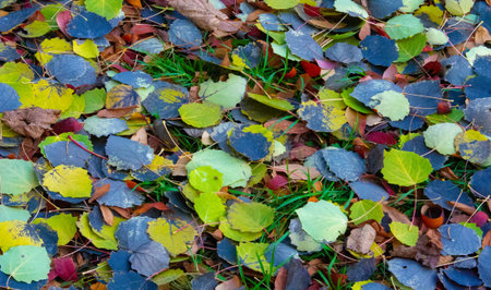 Autumn photography, leaves in the fall, At this time of the year the trees seem to come to life,...
