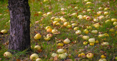 Apples fall from the tree to the ground. Apple orchard and many fallen rotting fruits under the tree...