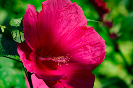 Hibiscus rosa-sinensis, the Chinese rose, is only semi-hardy, so it is often grown as a summer bedding flower.の写真素材
