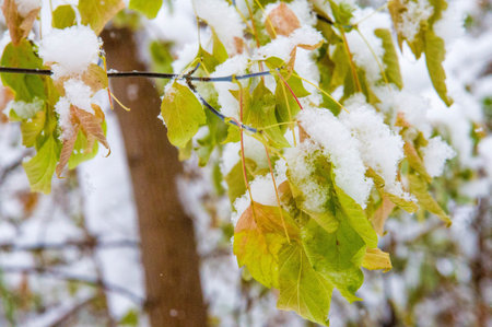 The first snowfall of the season creates a beautiful winter landscape Snow adds a touch of magic to an autumn landscape Melting snow creates stunning contrasts between sunlit and shaded areasの写真素材
