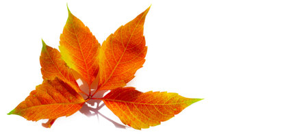Autumn leaves on a white background. While autumn lasts, I don't have enough hands, a camera and...