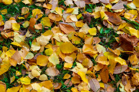 The best time of the year Colorful autumn leaves of birch, deciduous tree with white bark and with...