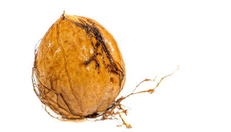 Walnut. Walnuts are the only liquid that tastes good hot or cold.