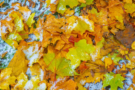 Autumn maple leaf, a flattened structure of a higher plant, similar to a blade that attaches directly to the stem or through the stem. Leaves are the main organs of photosynthesis and transpirationの写真素材