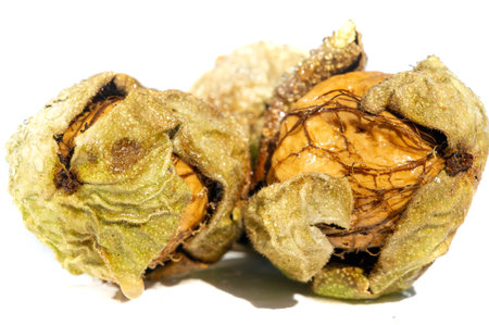 Walnut. Walnuts are the only liquid that tastes good hot or cold.