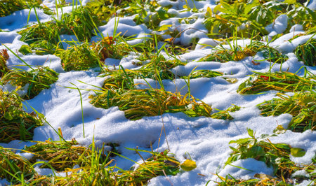 Snow fell on autumn leaves. I love the change of seasons. I know it's time to be grateful for all we have and cherish the moments with family and friends as we prepare for the coming winter.の写真素材