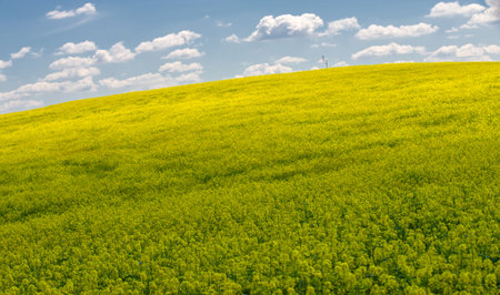 Rapeseed (Brassica napus subsp. Napus) with bright yellow flowering, cultivated thanks to oil-rich seeds, canola is an important source of vegetable oil and a source of protein flour.の写真素材