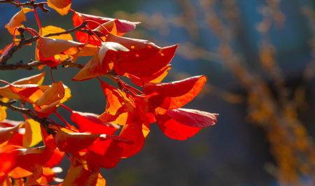 Autumn leaves on the branches of trees. Cascade tangerine red. From kaleidoscopic leaves. Creates a tapestry of autumn magic On the emerald carpet of the passing summerの写真素材