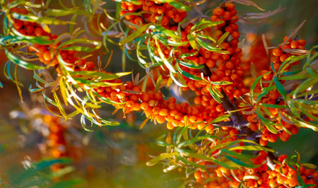 Sea buckthorn is used to treat heart disease, skin conditions, edema (inflammation), and other conditions. In food products, sea buckthorn berries are used to make jellies, juices, purees and saucesの写真素材