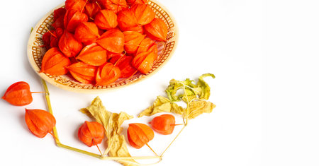 Physalis common bladder cherry, Chinese lantern, Japanese lantern, Groundcherry strawberry, Japan, its bright and lantern-like fruit cups make up a traditional part of the Bon festivalの写真素材
