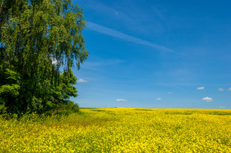 Rapeseed (Brassica napus subsp. Napus) with bright yellow flowering, cultivated thanks to oil-rich...