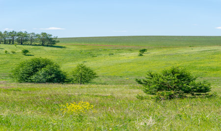 summer, meadow fields, ravines, rowan pine trees hazel, wildflowers, European part of the earth