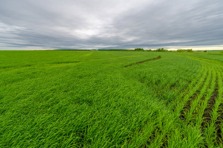 Spring photography, landscape with a cloudy sky. Young wheat with nitrogen and phosphate fertilizers, green sprouts, cereals, as well as cereals from which white flour is preparedの写真素材