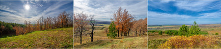 Experience the beauty of autumn with stunning golden leaves. Golden Time marks a unique season full...