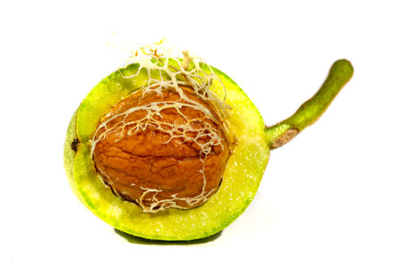 Walnuts are the only liquid that tastes good hot or cold.