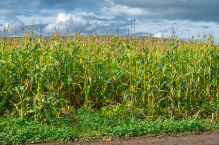 Corn a North American cereal plant that yields large grains, or kernels, set in rows on a cob. Its...