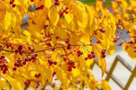 Malus baccata is an Asian apple tree known collectively as Siberian crab and is used to grow bonsai. It has abundant fragrant white flowers and edible red or yellow fruits about 1 cmの写真素材