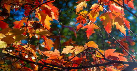 Autumn leaves on the branches of trees. A falling leaf, speaking of the death of autumn, in a more...