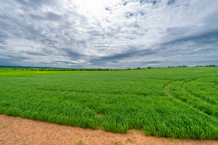 Spring photography, rural landscape, dirt road through young wheat fields, a wide way leading from...