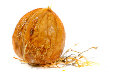 Walnuts are the only nut that tastes good hot or cold.