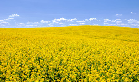Rapeseed (Brassica napus subsp. Napus) with bright yellow flowering, cultivated thanks to oil-rich...