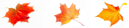 Create the beauty of autumn with isolated maple leaves. Create stunning designs and visuals for fall...