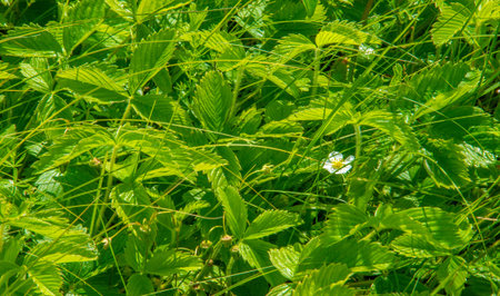 summer, thunderclouds, blue sky, floodplain meadow fields, the aroma of summer colors and a variety of wildflowersの写真素材