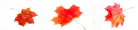Create the beauty of autumn with isolated maple leaves. Create stunning designs and visuals for fall...